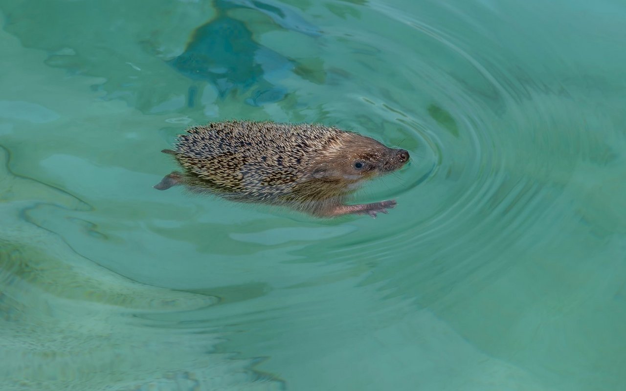 Igel können zwar schwimmen, schaffen es aber oft nicht aus einem Pool hinauszuklettern.