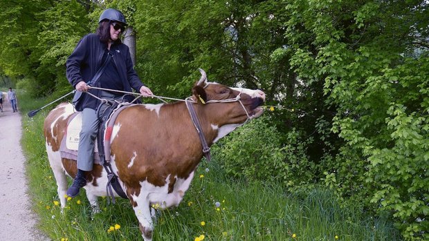 Dieser Blumenwiese kann Stella nicht widerstehen. Abrupt bleibt sie stehen und stopft genüsslich Gras und Löwenzahl ins Maul.