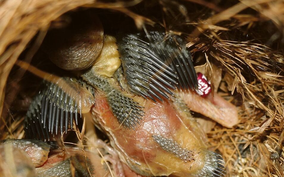 Die geschlossen beringten Jungvögel werden zurück in das Nest gesetzt und von den Altvögeln weiter aufgezogen. 
