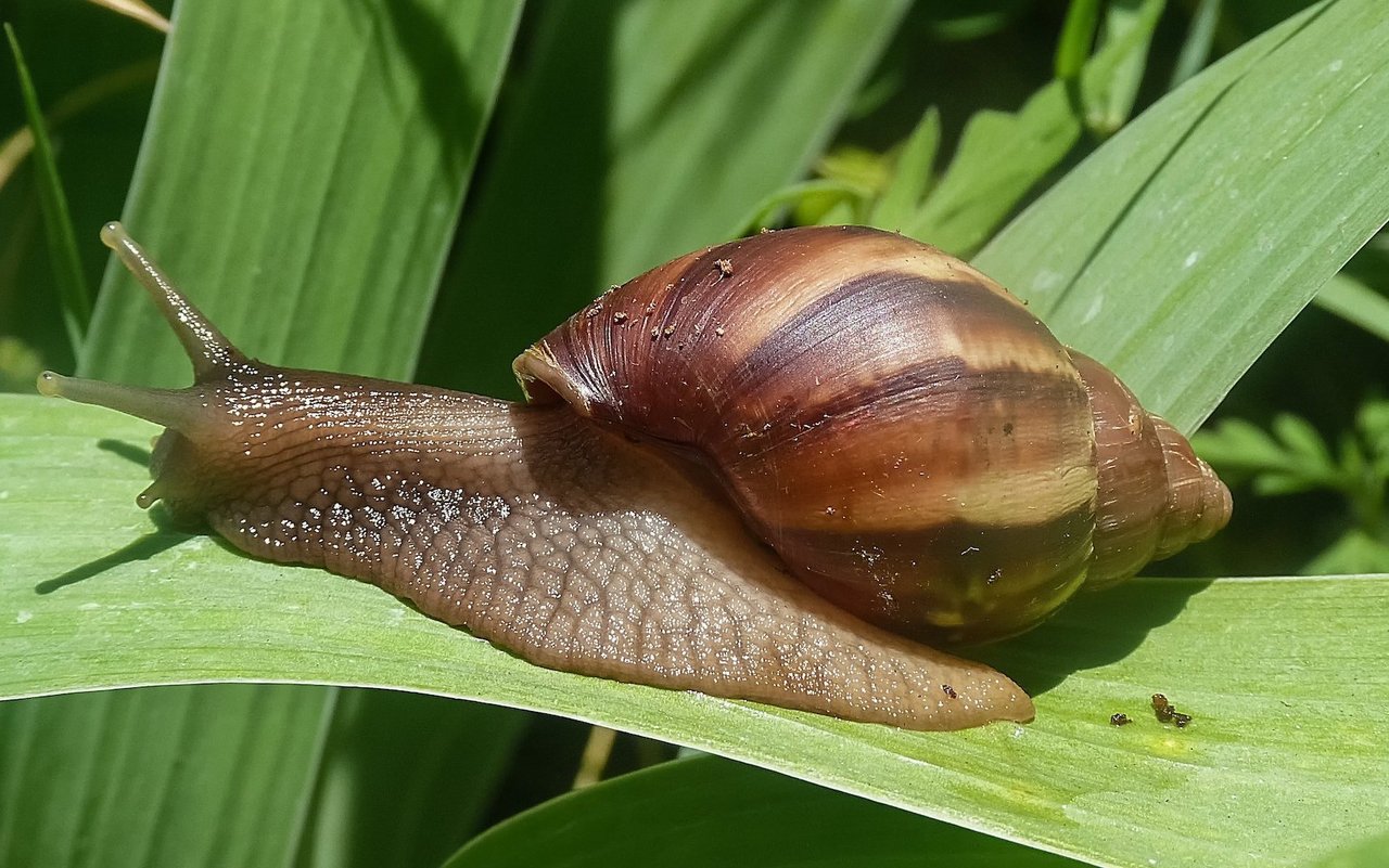 Die afrikanische Riesenschnecke wird gelegentlich als Haustier gehalten und gehört mit einer Häuschenlänge von über 20 Zentimetern zu den grössten Schnecken der Welt.