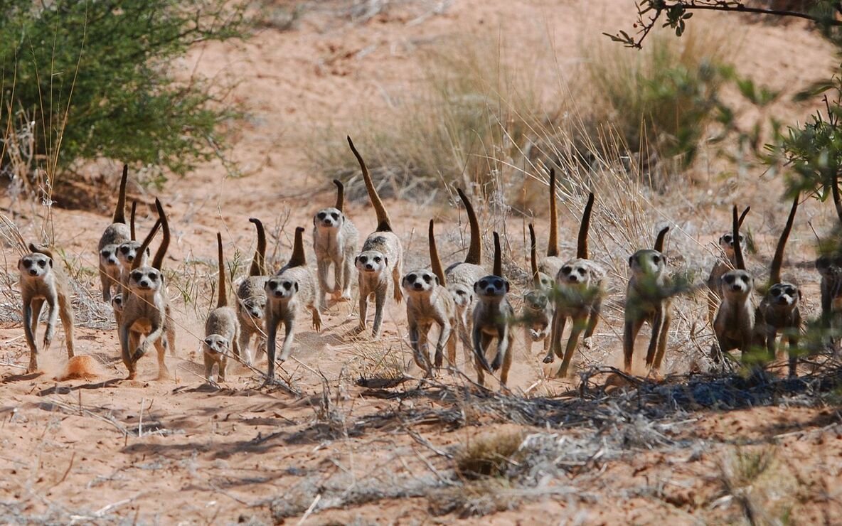 Erdmännchen kommunizieren laufend miteinander, um Kontakt zu halten, sich gegen Feinde abzusichern oder soziale Interaktionen zu initiieren. 