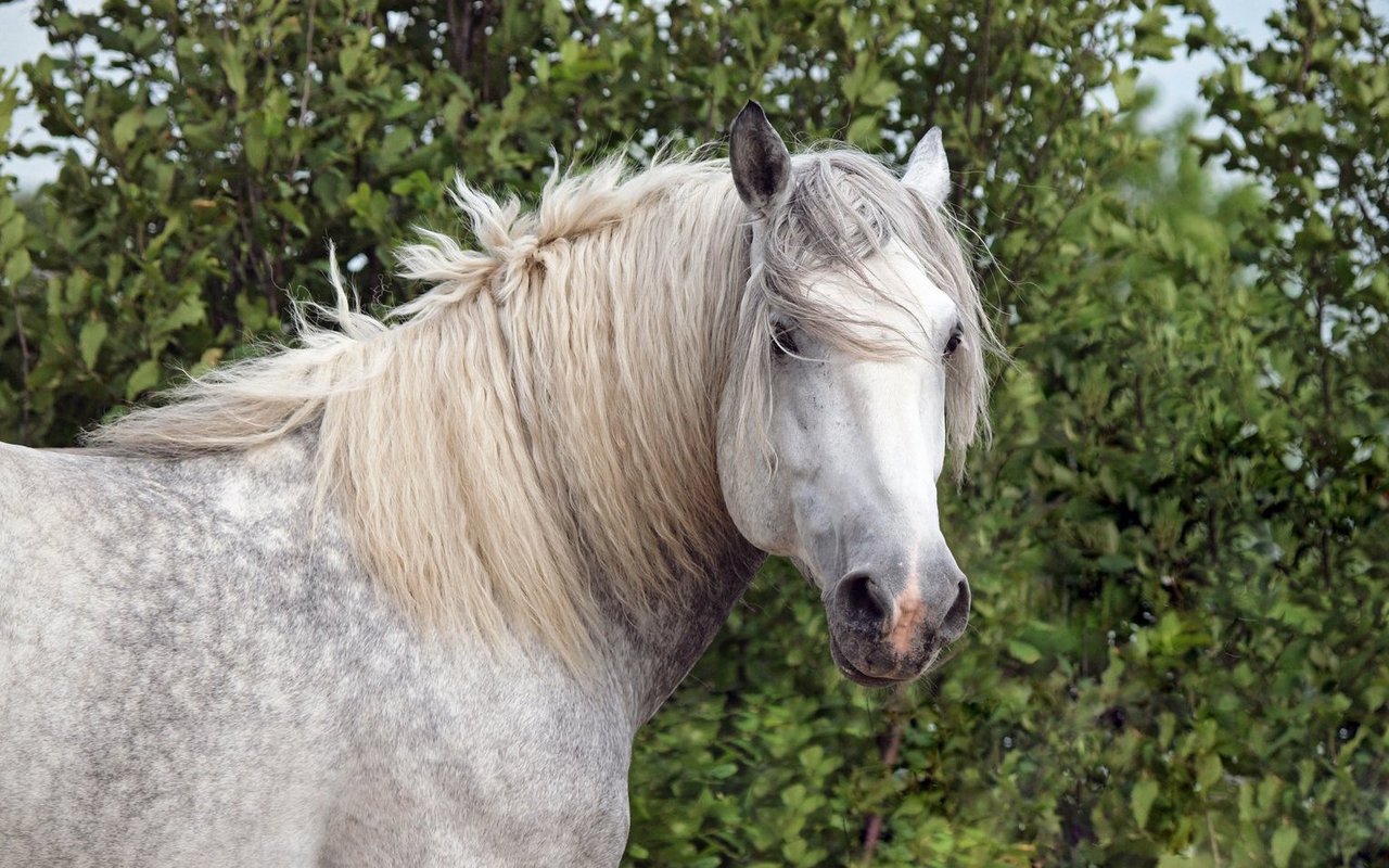 Ihr Kopf ist gross, gerade und die dunkeln Augen verleihen ihnen einen freundlichen Ausdruck. 