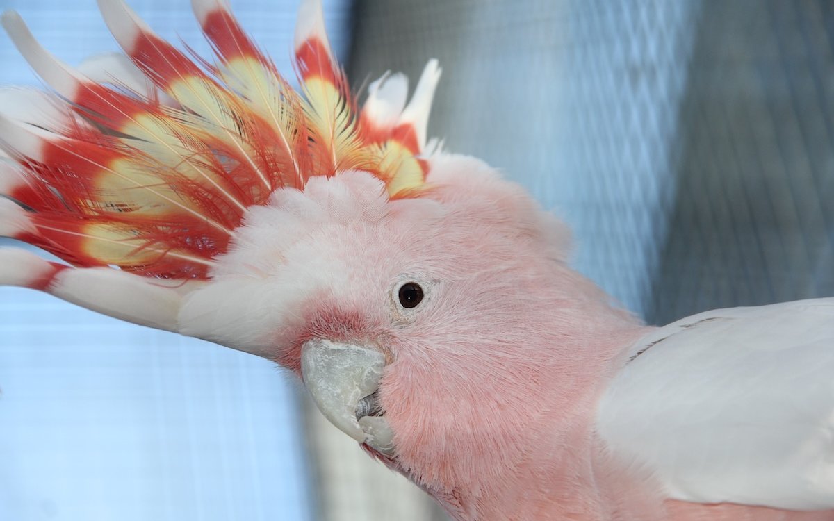Inakakadus überraschen, wenn sie ihre farbige Haube aufrichten. 