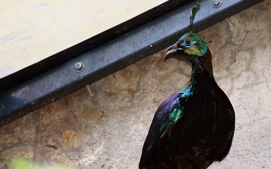 Das Männchen des Rostschwanz-Glanzfasans hat eine Krone und ein schillerndes, funkelndes Gefieder.