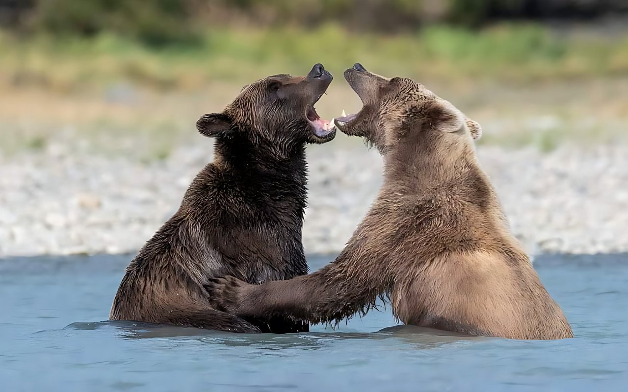 Treffen männliche Bären auf einen Nebenbuhler, kommt es zu Kämpfen.
