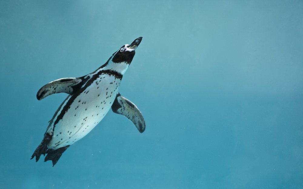 Der vielleicht beste Aprilscherz der Welt.