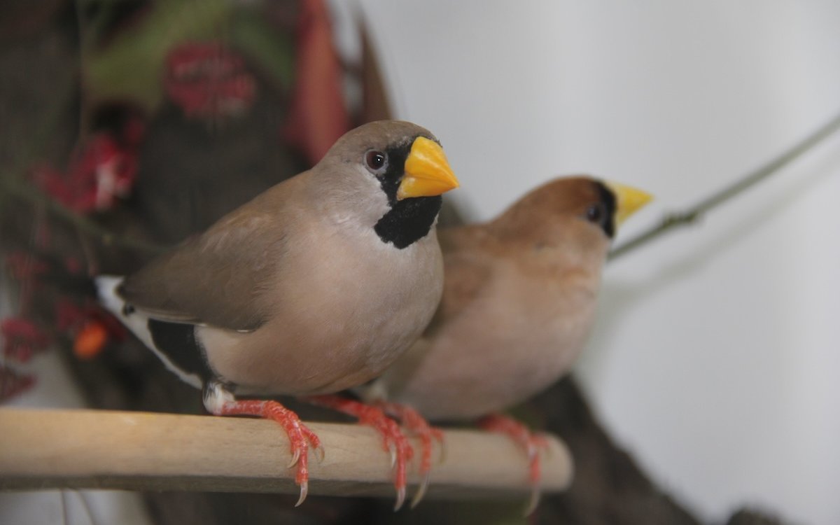 Bei Maskenamadinen unterscheiden sich die Geschlechter äusserlich nur durch den Gesang. 