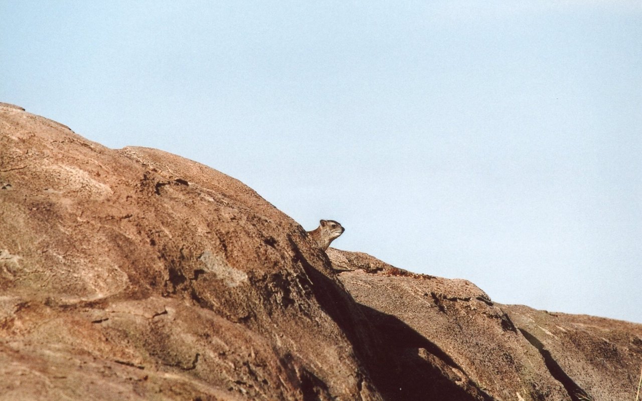 Ein Buschschliefer auf einer Kopie in der Savanne der Serengeti in Tansania. 