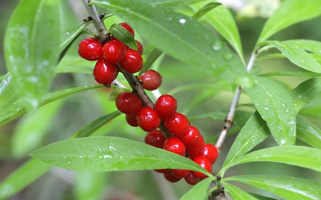 Der Seidelbast versprüht in der Blüte im Frühling einen wunderbaren Duft, er ist aber giftig.
