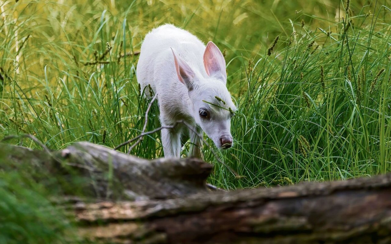 Obwohl sie rechtlich gesehen gejagt werden dürften, stehen weisse Rehe bei den Jägern unter Schutz.