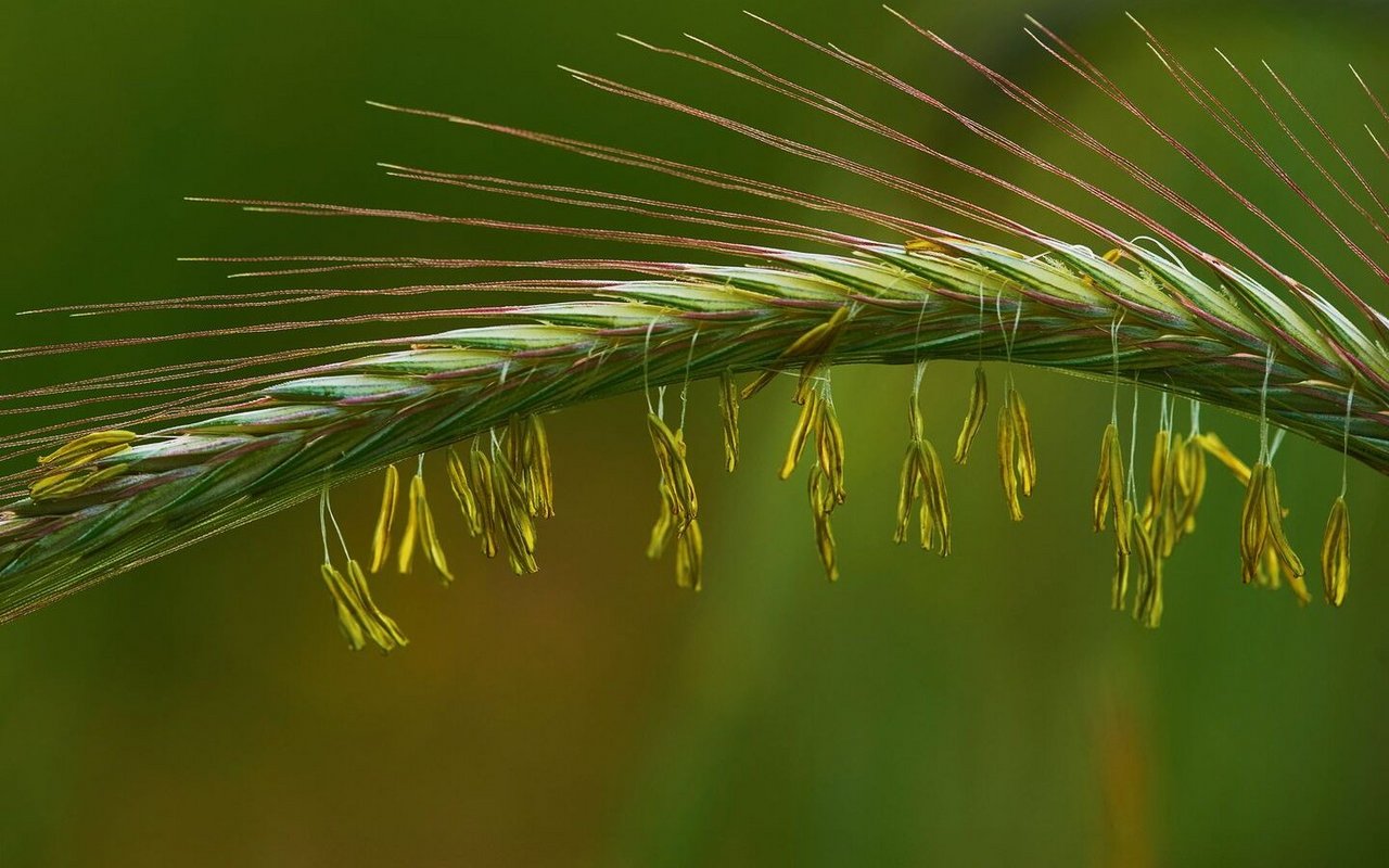 Schon zu Urzeiten domestiziert, prägen Weizen, Reis, Mais und Co. heute den internationalen Speiseplan.