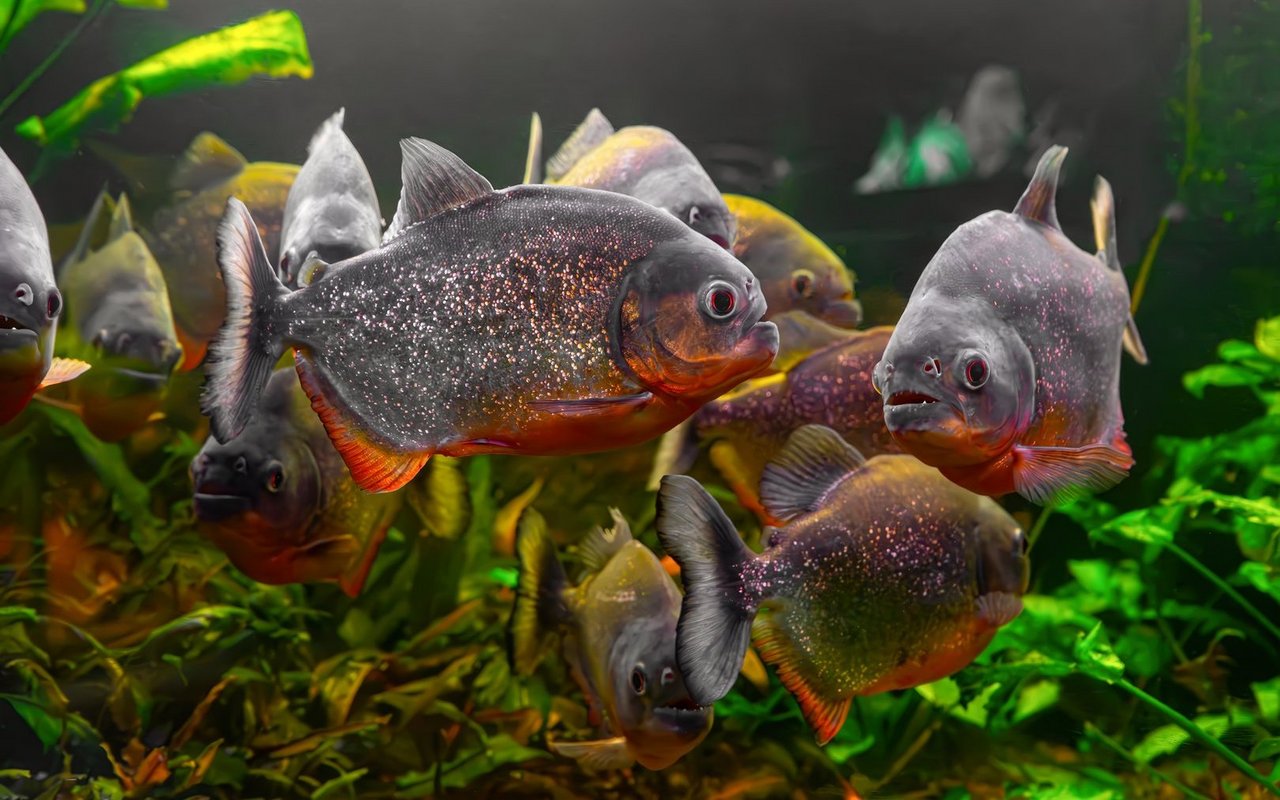 Auch Piranhas, wie der Rote Piranha, können sich mit Geräuschen verständigen. Sie erzeugen markante Knurr- sowie Klicklaute und nutzen diese Töne vor allem bei ​Revierstreitigkeiten, Konkurrenz oder Bedrohung.