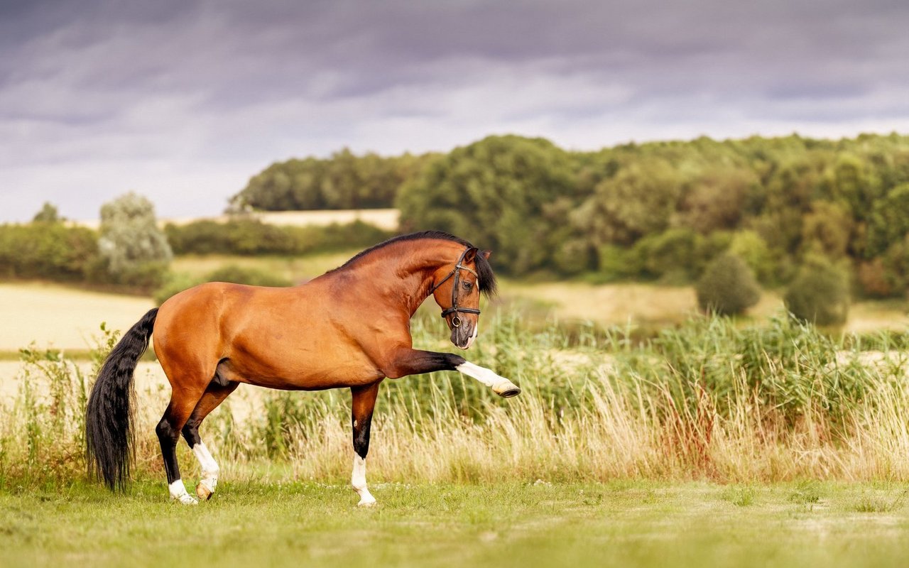 PREs sind kräftig und kompakt gebaut, deswegen fällt es ihnen leichter Gewicht auf die Hinterhand zu nehmen.