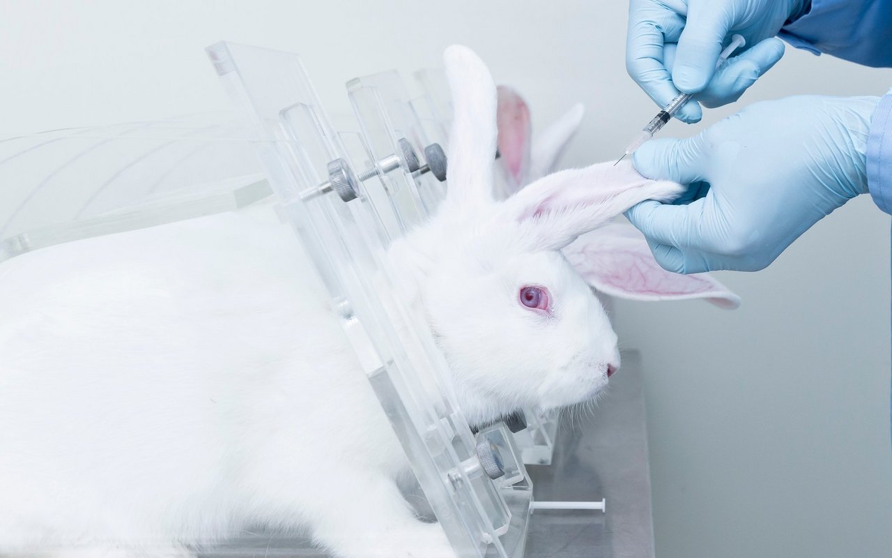 Es gibt vier verschieden Schweregrade von Tierversuchen. 