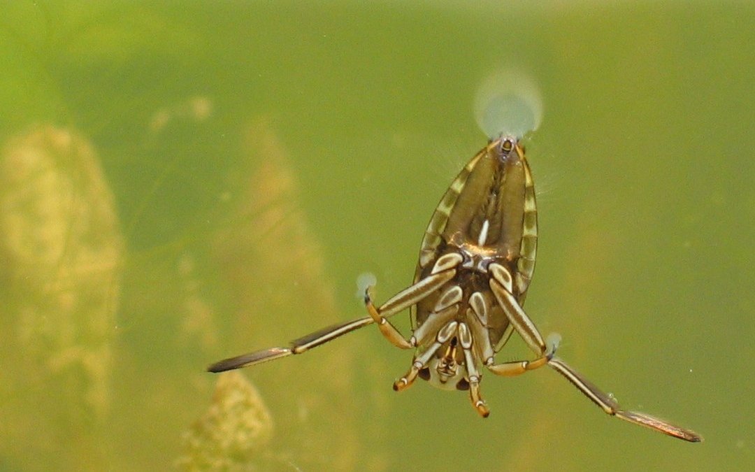 "Wasserbienen" sind eigentlich Wanzen.