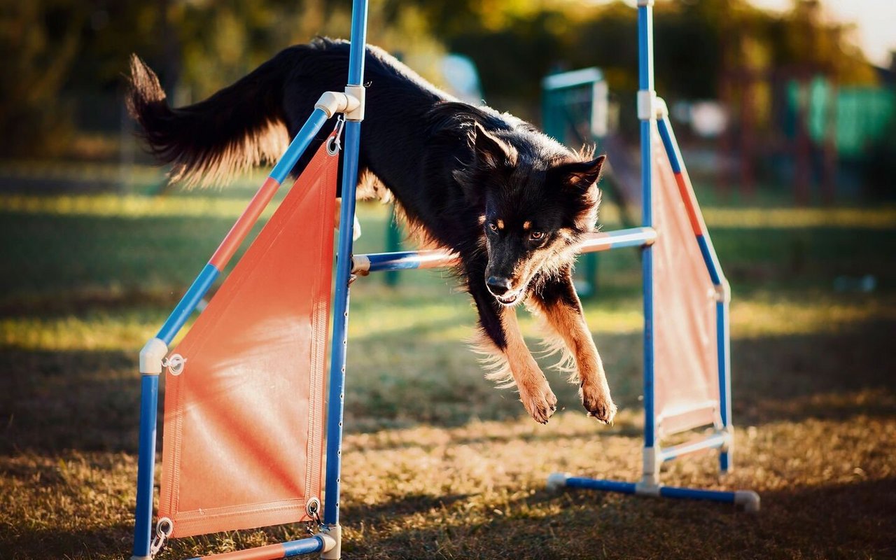 Beim Agility sind Schnelligkeit und Wendigkeit gefragt.