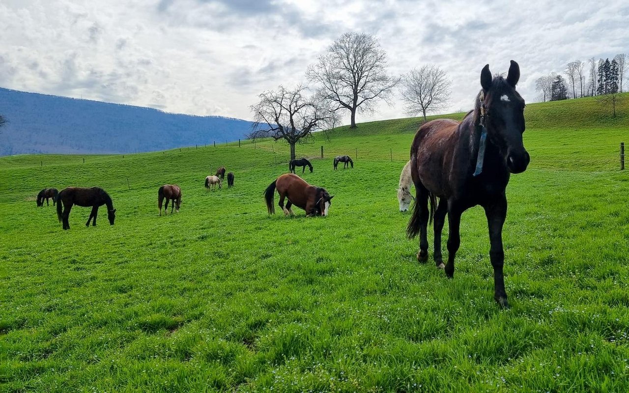 Den Sommer verbringen die Jungpferde den grössten Teil draussen auf der Weide. Hier laufen sie um die Wette, rangeln oder kraulen sich gegenseitig.