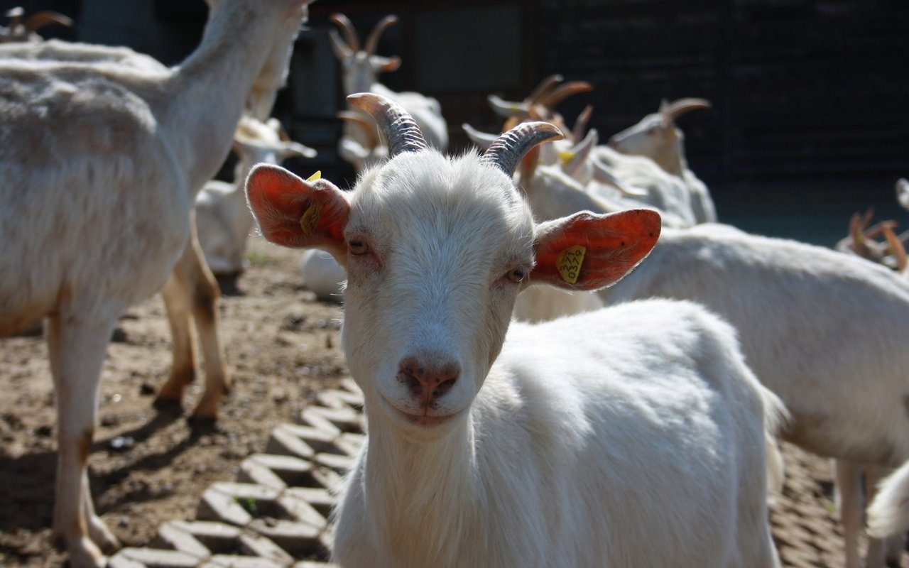 Bis zu drei Monaten bleiben die Gitzi bei der Mutter in der Herde.
