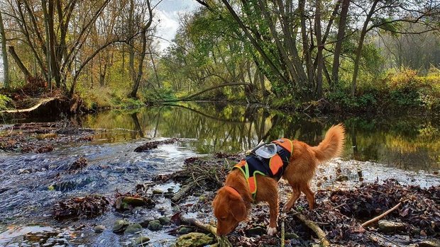 Der  Nova Scotia Duck Tolling Retriever ist in Ausbildung zum erfolgreichen Rettungshund.