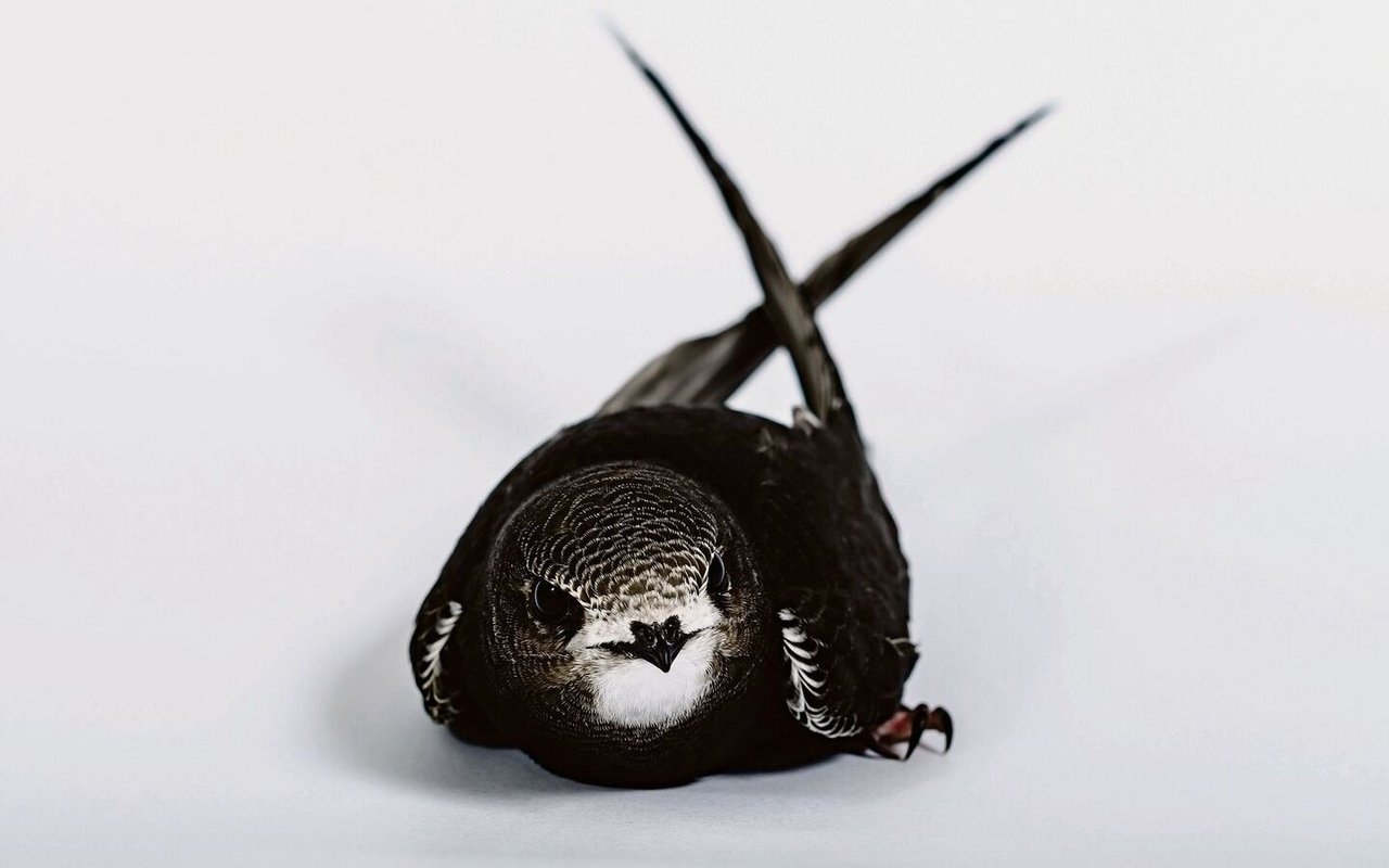 Ein Mauersegler am Boden hat immer ein Problem.