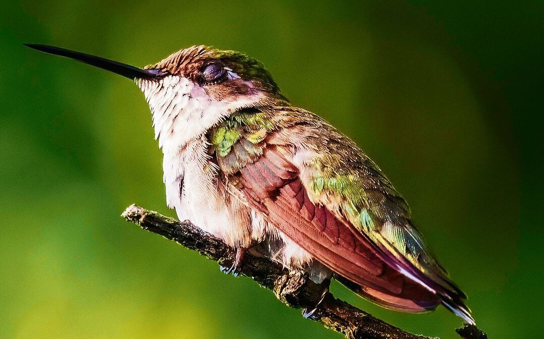 Dank eines speziellen Mechanismus fallen Vögel im Schlaf nicht vom Ast.