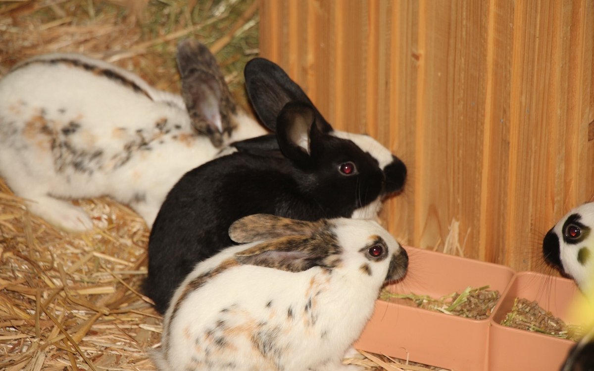 Es ist möglich, mehrere Zibben zusammen zu halten, wenn das Gehege gross und gut strukturiert ist. 