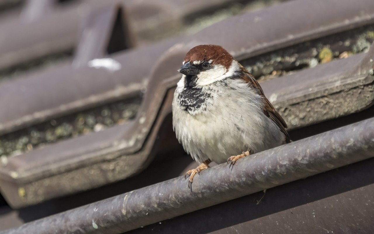 Der Italiensperling.