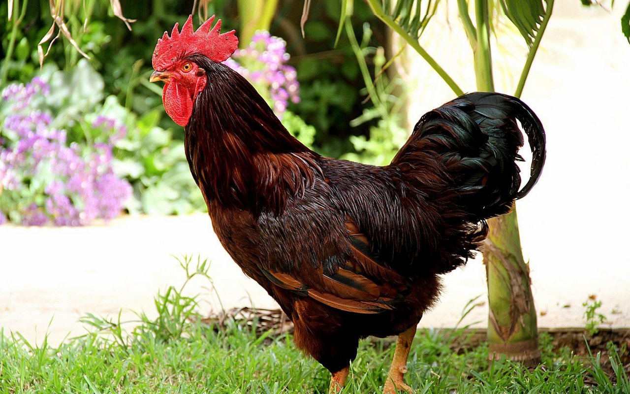 Rhode-Island-Hühner (und auch deren Hähne) sind an kühle Temperaturen angepasst.