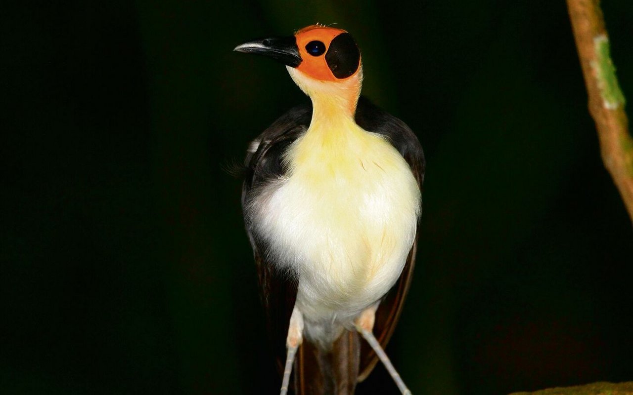 Die eigentümliche Gelbkopf-Stelzenkrähe aus Ghana.