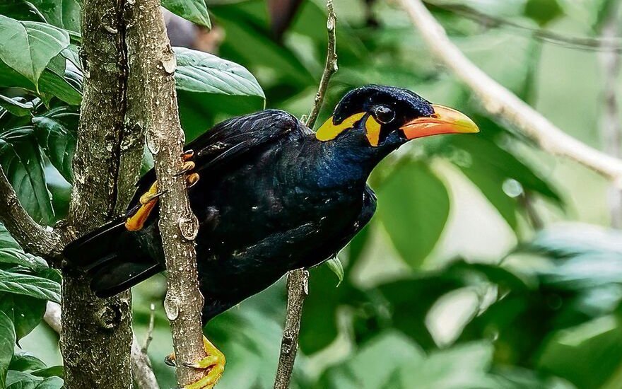 Beos stammen aus den regenreichen Wäldern Südostasiens.