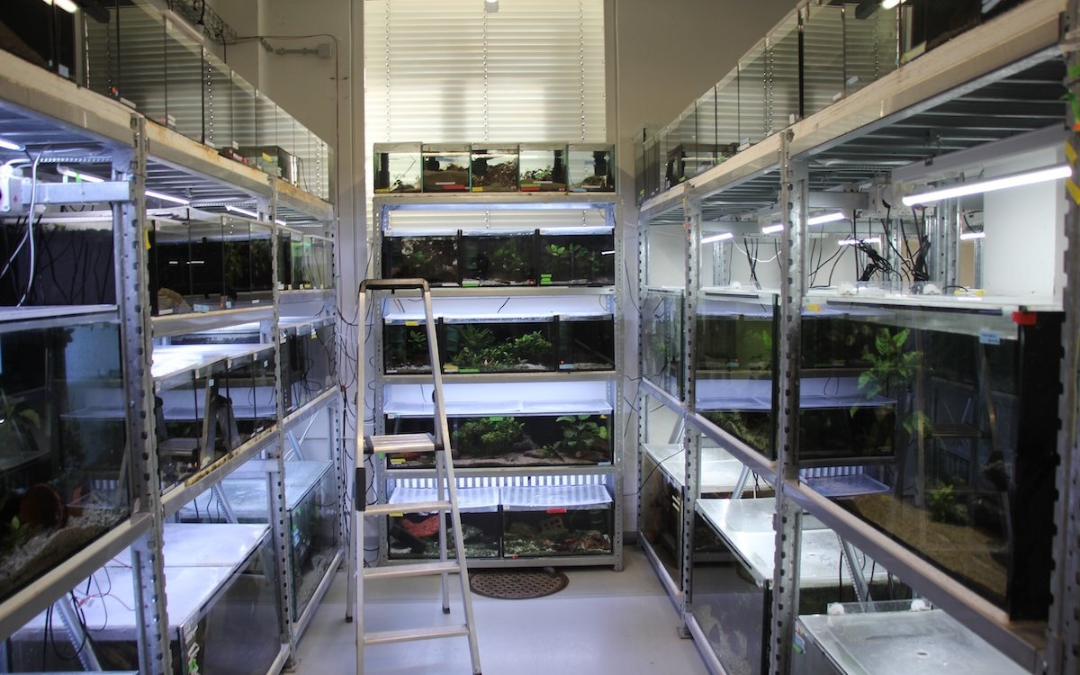 Aquarien für Buntbarsche des Tanganjikasees an der Universität Basel. 