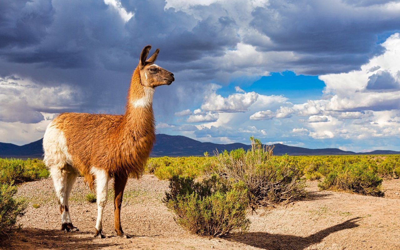 Lamas gehören zu den Neuweltkameliden – genauso wie ihre nahen Verwandten, die Alpakas.