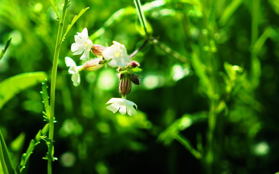 Viele Schweizer Wildpflanzen wie das Leimkraut sind essbar und lassen sich vielseitig in der Küche verwenden.