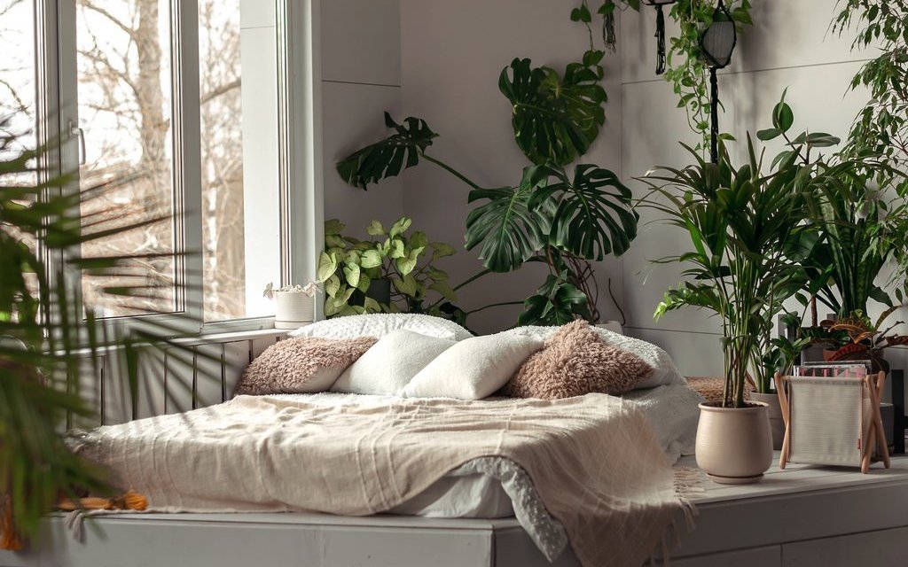 Pflanzen sind trotz Mythos gute Zimmernachbarn