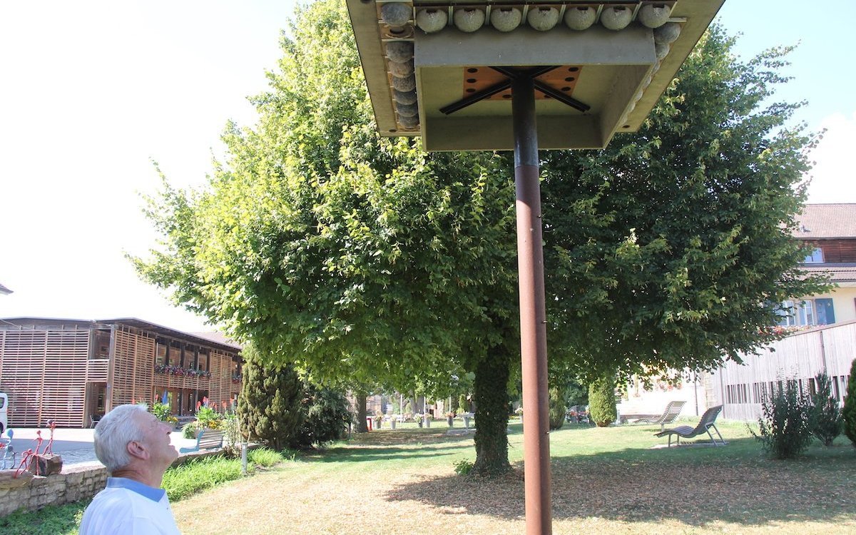 Paul Leupp beobachtet die Mehlschwalben von Gampelen an einem ihrer Niststandorte. 