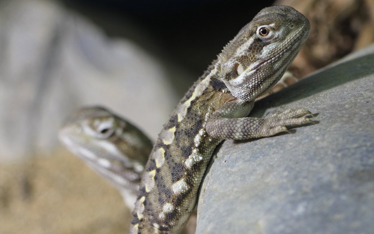 Die Zwergbartagame hat einen Stein erklommen.