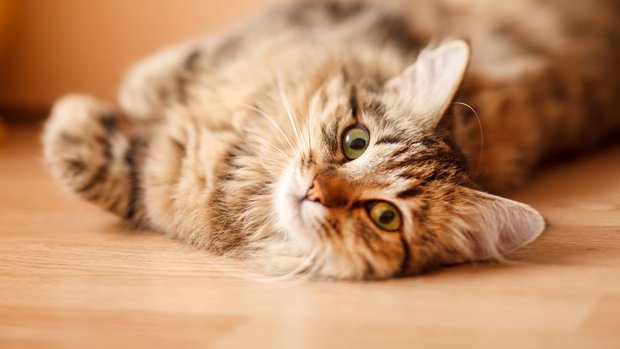 Wer auf ein paar Punkte achtet, bei dem fühlen sich Samtpfoten pudelwohl.