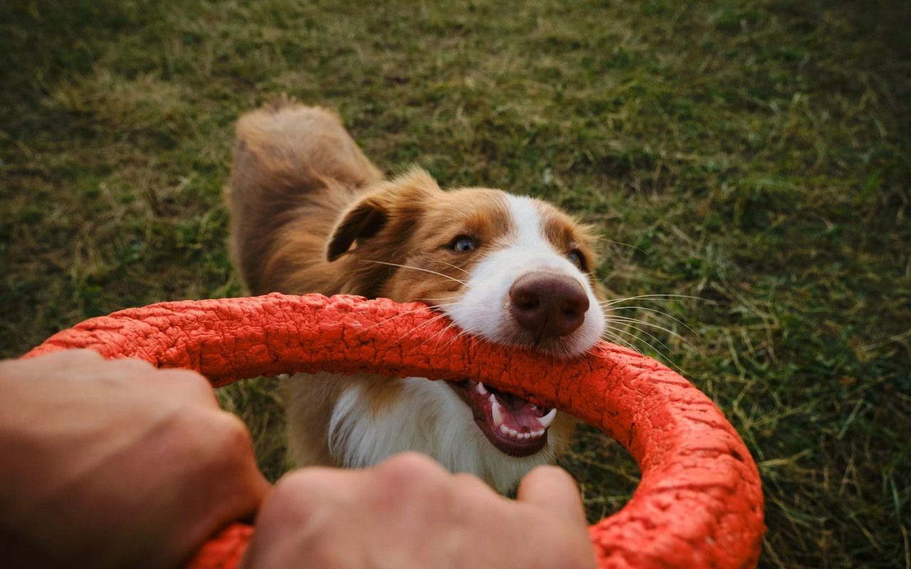 Wenn Ihr Hund beim Spielen eine Zahnverletzung (bspw. eine Zahnfraktur) erleidet, übernimmt die wau-miau Tierversicherung die Behandlungskosten.