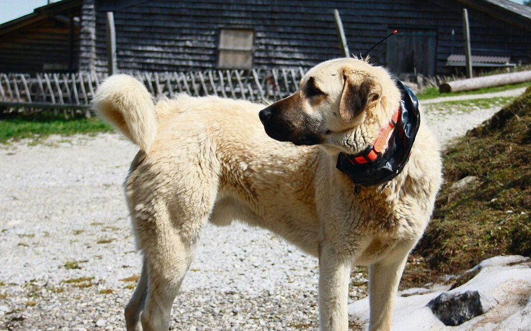 An der Prüfung sind alle Hunde und Schafe besendert, um die Entfernung zueinander zu messen.