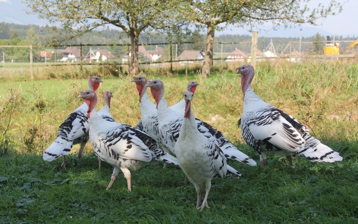 Cröllwitzer Truten bei Walter und Beatrice Gloor. 