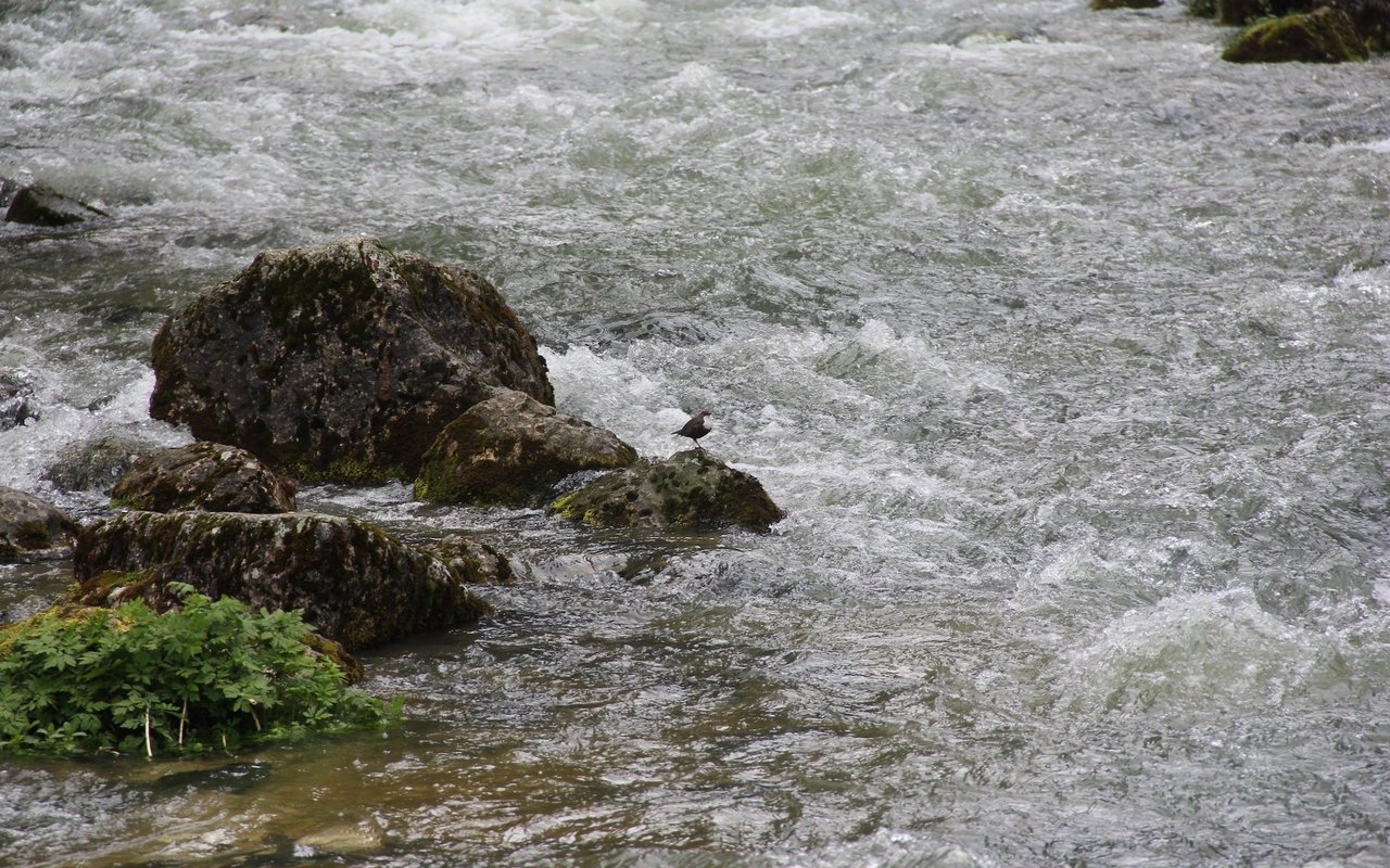 Das Nass perlt am Gefieder ab, wenn sie wie ein Korken aus dem Fluss schiesst.