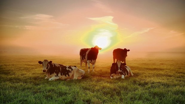 Hitzestress beeinträchtigt die Milchproduktion.