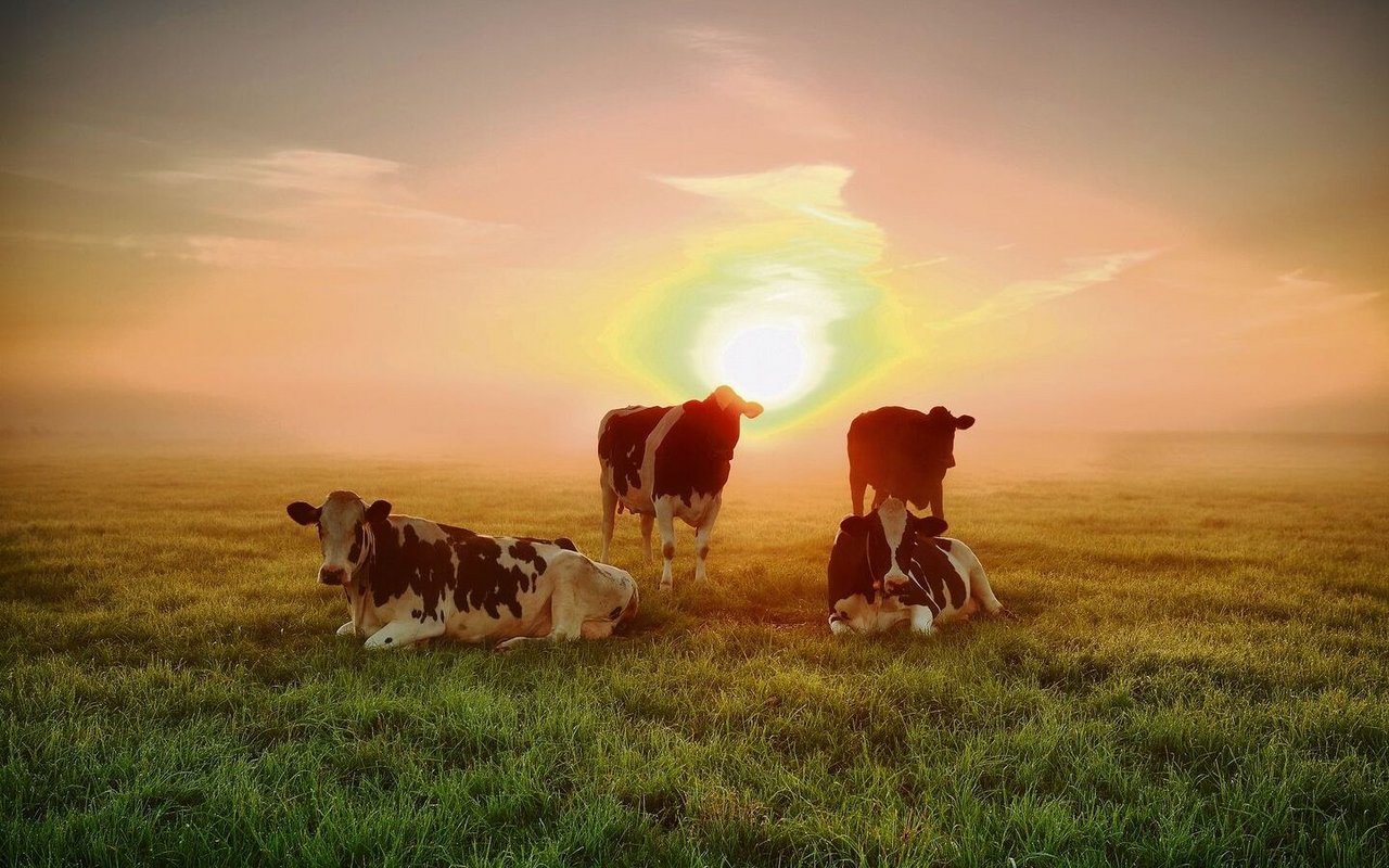 Hitzestress beeinträchtigt die Milchproduktion.