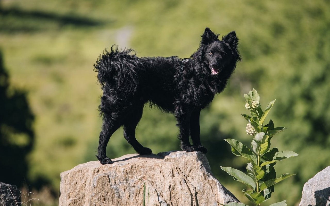 Der Mudi besitzt aufmerksam aufgerichtete Ohren und ein markantes, gewelltes bis lockiges Fell, das in vielen Farben vorkommt.