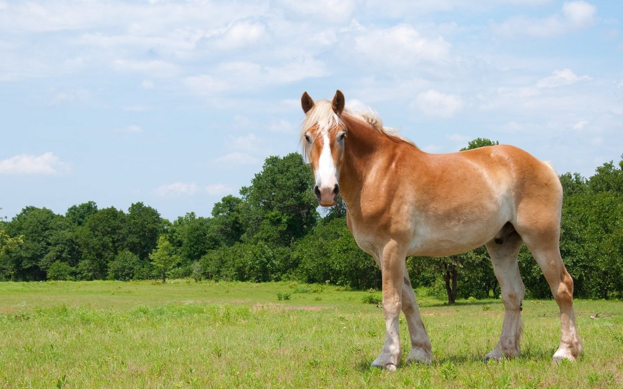 In den USA sind Füchse beliebt. Sie führen ein eigenes Zuchtbuch. 