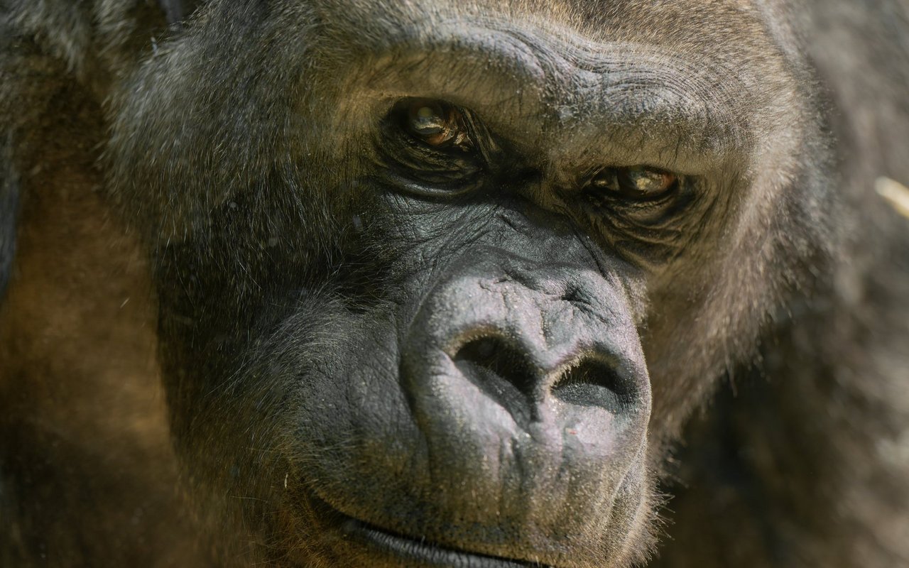 Gorillamännchen N'Gola lebte 40 Jahre lang im Zoo Zürich.