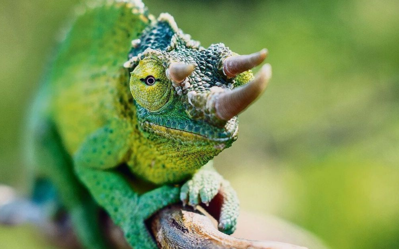 Die männlichen Dreihornchamäleons (Trioceros jacksonii) besitzen drei Hörner.