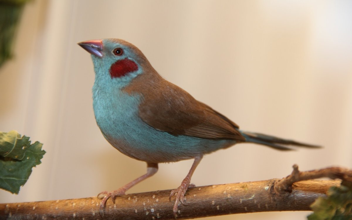 Männchen der Schmetterlingsfinken, in Züchterhand auch oft als Bengalus-Schmetterlingsfinken bezeichnet, zeichnen sich durch den lila Wangenfleck aus. 