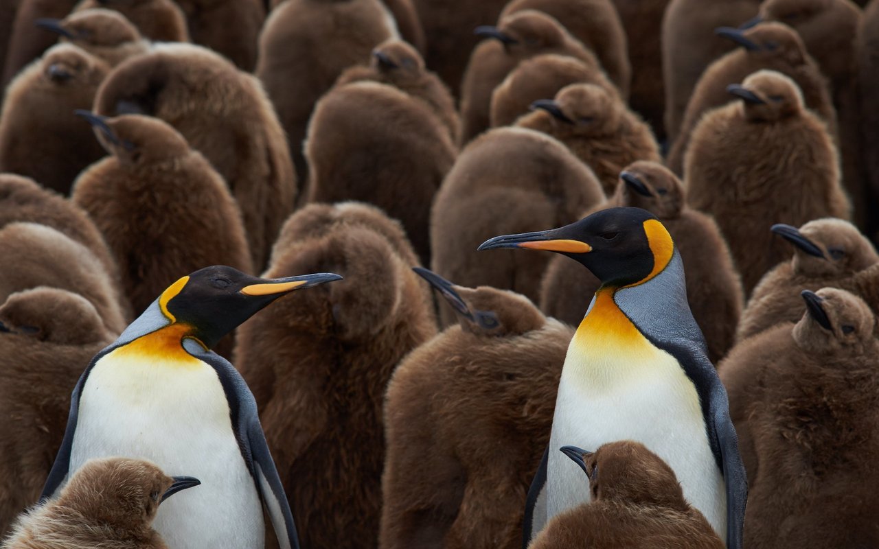 Paare bei denen das Eierlegen nicht geklappt hat, adoptieren verwaiste Eier oder klauen welche. 