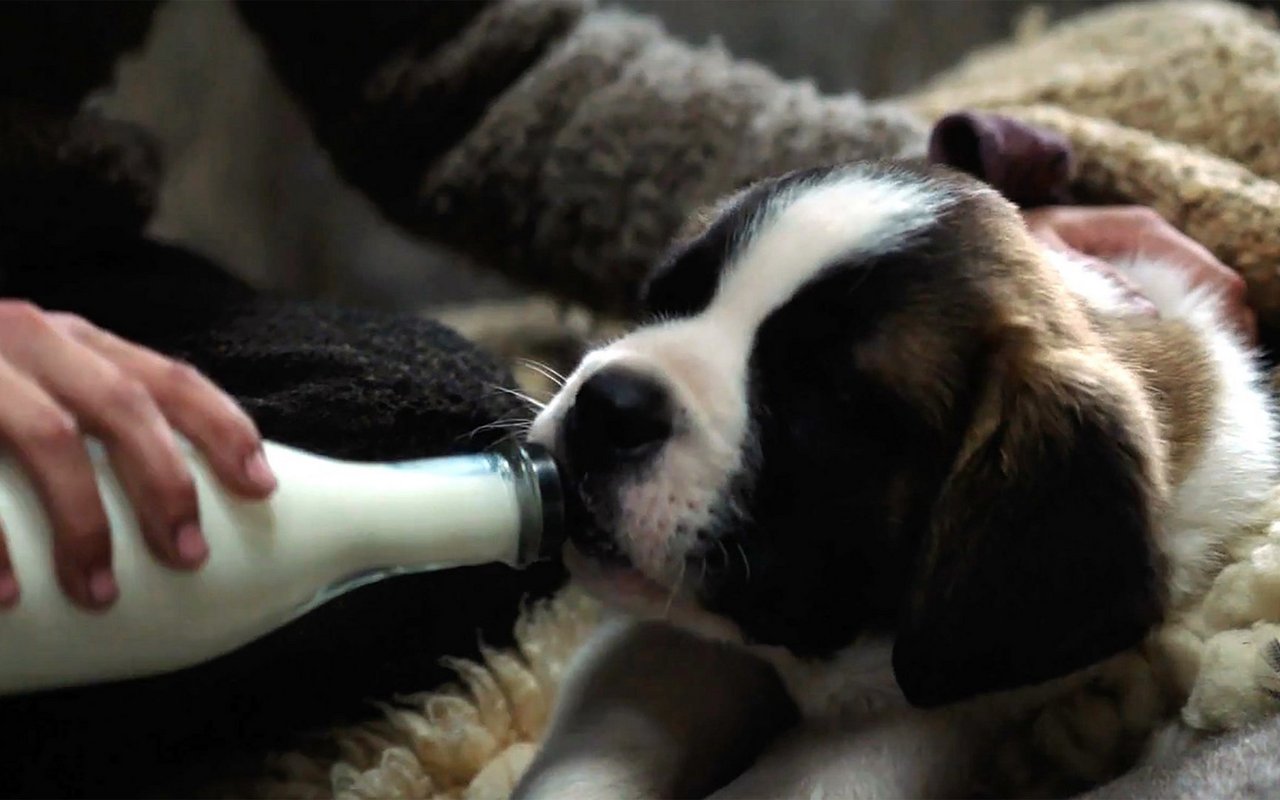 Ein Kampf um Leben und Tod: Der Start ins Leben von klein Barry ist hart.